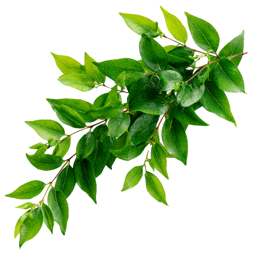 Leaves Branch Cutout